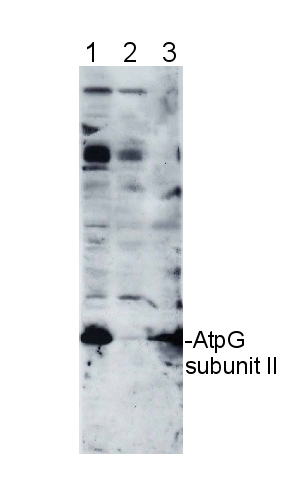 western blot detection using anti-AtpG subunit II antibodies
